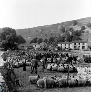 Sheep Sale, Kilnsey